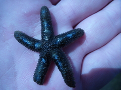 Anasterias antarctica