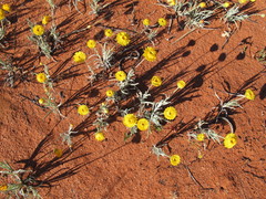 Leucochrysum stipitatum