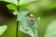 Cletomorpha benita