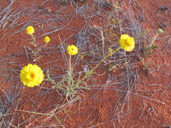 Leucochrysum stipitatum