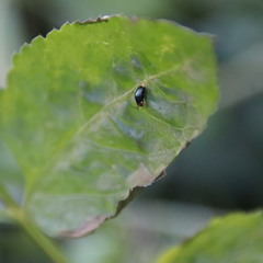 Spaniocelyphus palmi