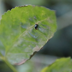 Spaniocelyphus palmi