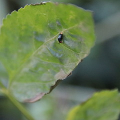 Spaniocelyphus palmi