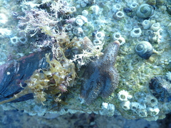 Anasterias antarctica