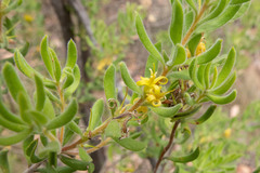 Persoonia rigida