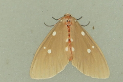 Tinolius eburneigutta