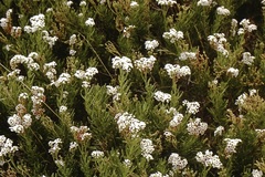 Heliotropium stenophyllum