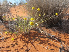Leptorhynchos baileyi
