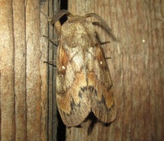 Dendrolimus superans