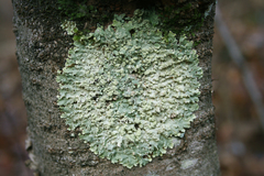 Flavoparmelia soredians