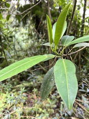 Sapium stylare