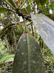 Sapium stylare