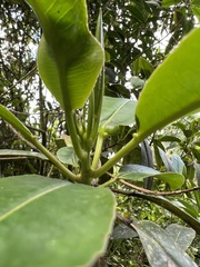 Sapium stylare