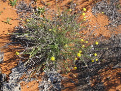 Leptorhynchos baileyi