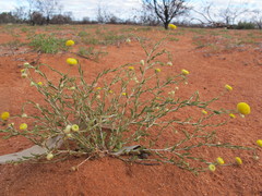 Leptorhynchos baileyi