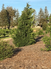 Calocedrus decurrens