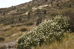 Heliotropium stenophyllum