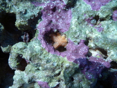 Allostichaster capensis