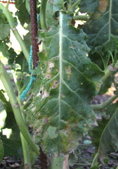 Alternaria brassicae