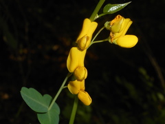Cytisophyllum sessilifolium