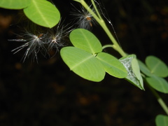 Cytisophyllum sessilifolium