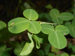 Cytisophyllum sessilifolium