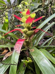 Guzmania squarrosa
