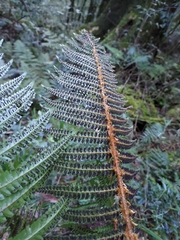 Polystichum mucronifolium