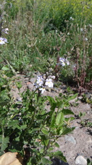 Pitraea cuneato-ovata