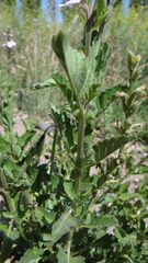 Pitraea cuneato-ovata