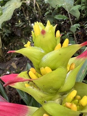 Guzmania squarrosa