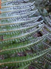 Polystichum mucronifolium