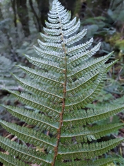 Polystichum mucronifolium