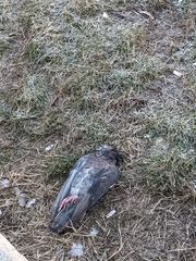 Columba livia domestica
