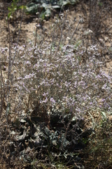 Limonium sareptanum
