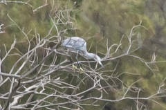 Egretta garzetta × gularis