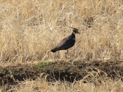 Vanellus vanellus