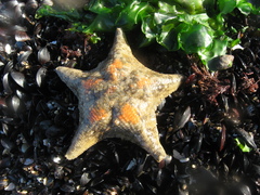 Asterina stellifera