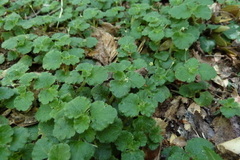 Dysopsis glechomoides