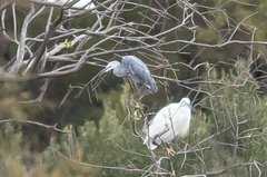Egretta garzetta × gularis