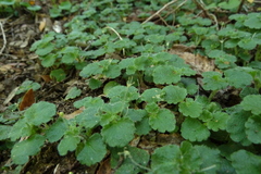 Dysopsis glechomoides