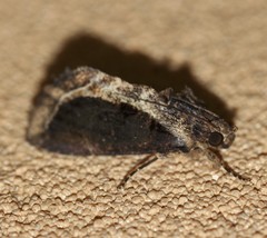 Ercheia dubia