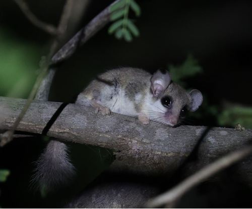 Kellen's African Dormouse (Graphiurus kelleni) — Least Concern Mammalia
