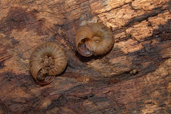Anguispira strongylodes