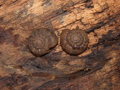 Anguispira strongylodes