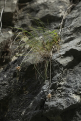 Alopecurus vaginatus