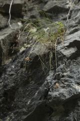 Alopecurus vaginatus