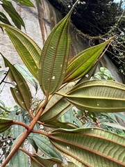 Miconia miocarpa
