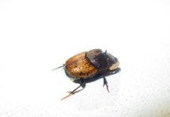 Onthophagus gibbulus