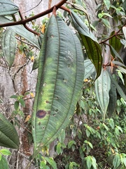 Miconia miocarpa